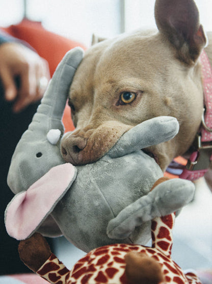 Jouet en peluche pour chien