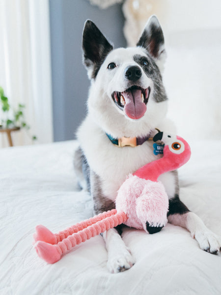 Jouet en peluche pour chien