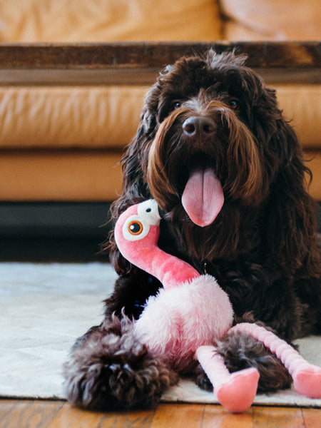 Jouet en peluche pour chien