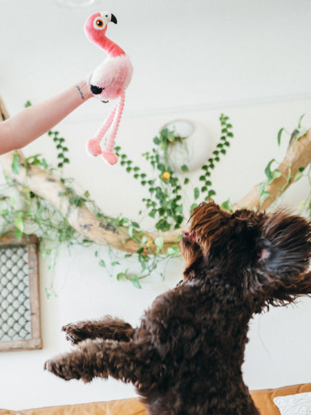 Jouet en peluche pour chien
