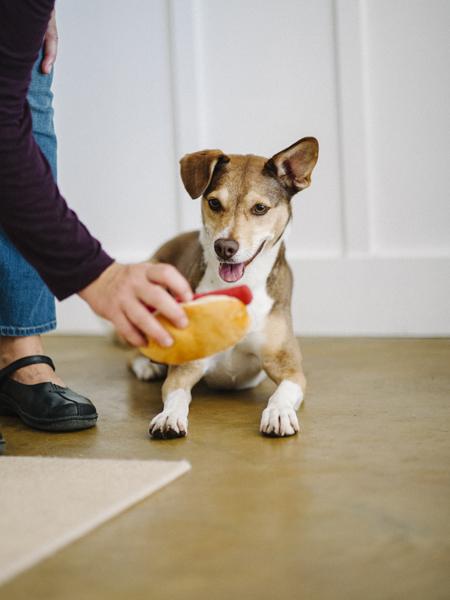 Jouet en peluche pour chien - American Classic - Hot dog