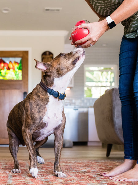 Jouet distributeur de friandises pour chien - Wobble Ball rouge - Pet PLAY