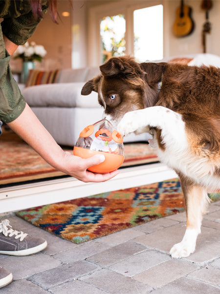 Jouet distributeur de friandises pour chien