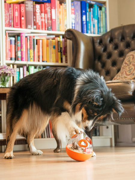 Jouet distributeur de friandises pour chien