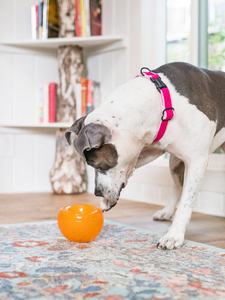 Snoop Orbee-Tuff pour chien - jouet interactif distributeur de friandises