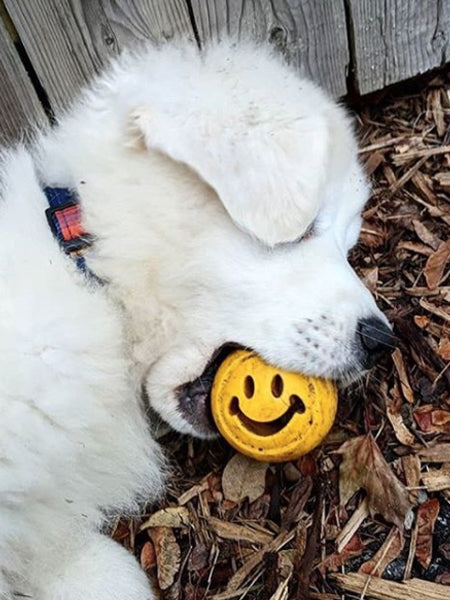 Balle Orbee Tuff pour chien - Smiley - Eco-friendly et durable