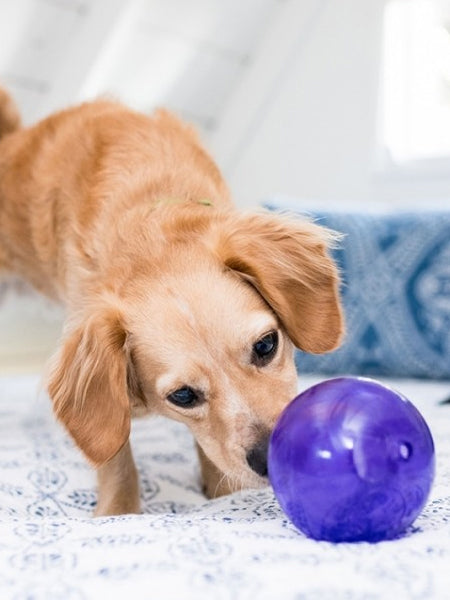 Lil Snoop Orbee-Tuff pour chiot - jouet interactif distributeur de friandises