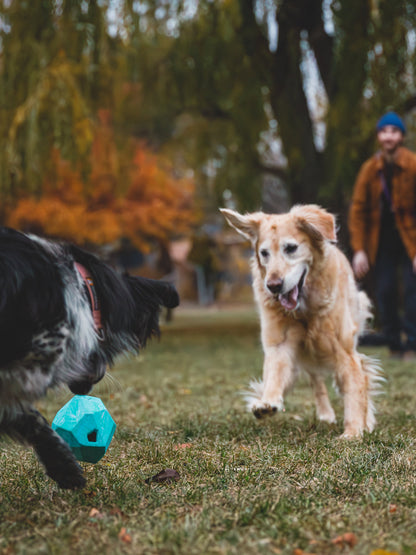 Jouet distributeur de friandises pour chien - Gnawt a Rock - Salamander Orange