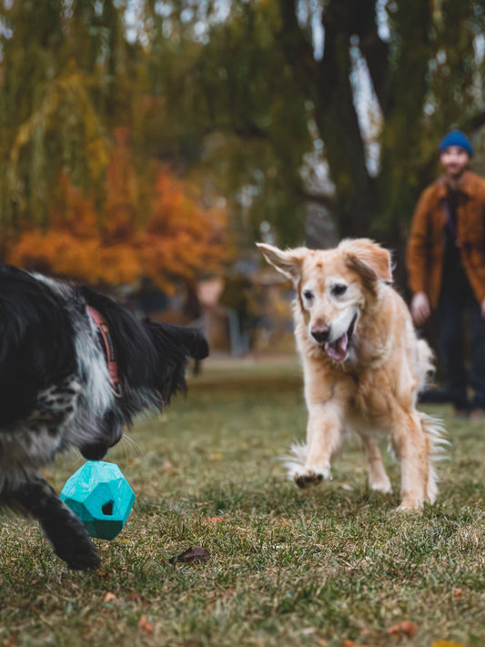 Jouet distributeur de friandises pour chien - Gnawt a Rock - Salamander Orange
