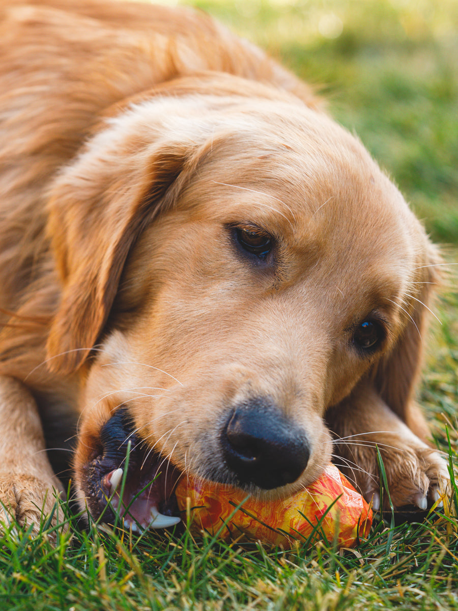 Jouet pour chien - Gnawt a Cone - Salamander orange