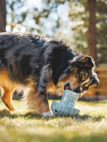 Jouet distributeur de friandises pour chien - Porcini (3 coloris)