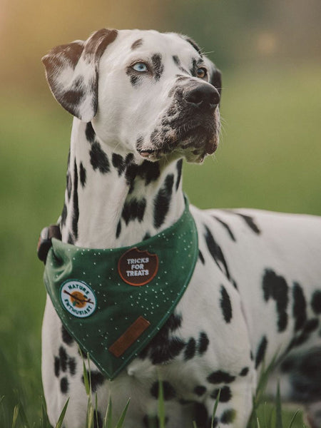 Badge thermocollant Nature Enthusiast - Scout's Honour