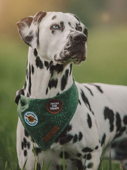 Badge thermocollant Nature Enthusiast - Scout's Honour