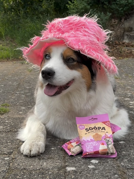 Friandises naturelles pour chien