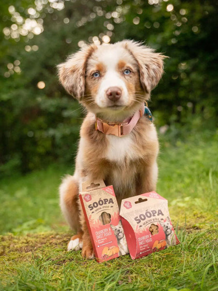 Bâtonnets à mâcher pour chien