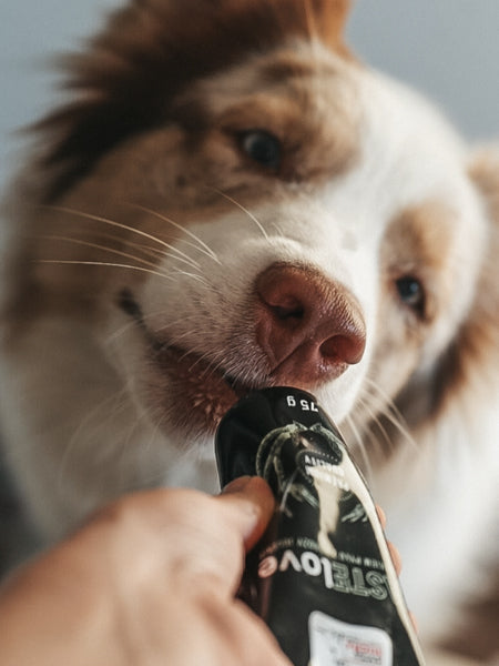 Pâté en tube pour chien Saumon 🐟 et Tapioca - Syta Micha