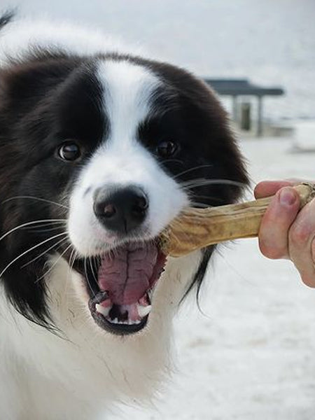 Os à mâcher pour chien - Boeuf 🐂 Kiwi et Coco - Syta Micha