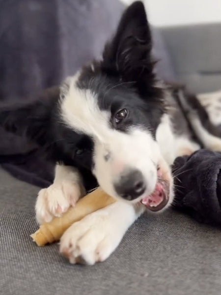 Os à mâcher pour chien
