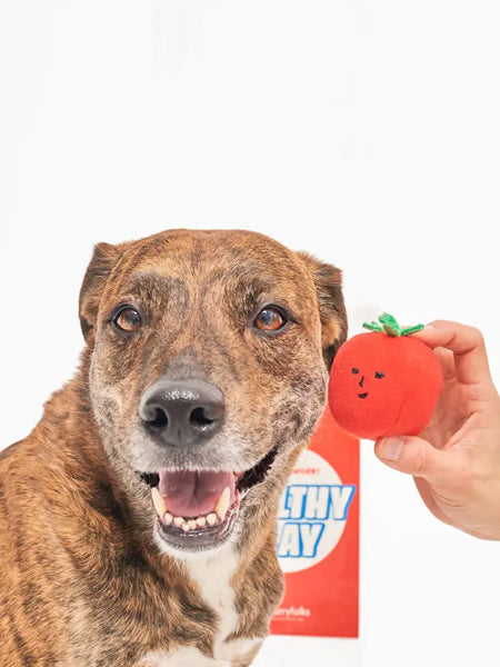 Jouet de fouille pour chien