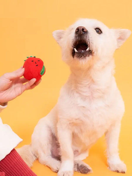 Jouet de fouille pour chien