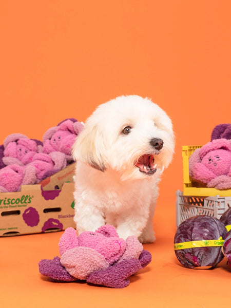 Jouet de fouille et d'enrichissement pour chien