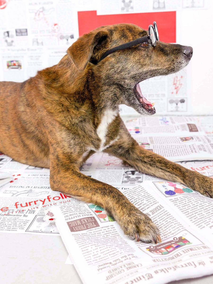 Jouet de fouille pour chien