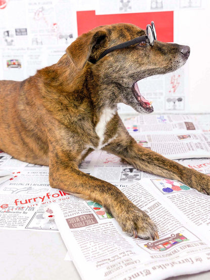 Jouet de fouille pour chien