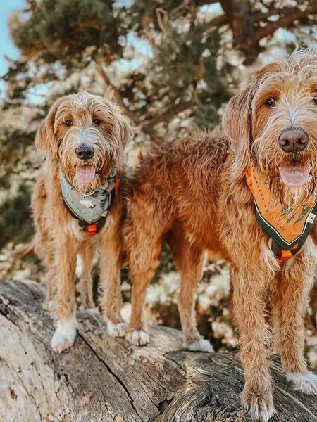 Bandana en coton - Northwest Wildlife - The Landmark Project