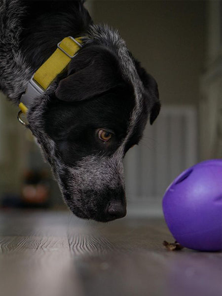 Jouet interactif puzzle pour chien - Rumbl Zogoflex - Violet - Eco-friendly