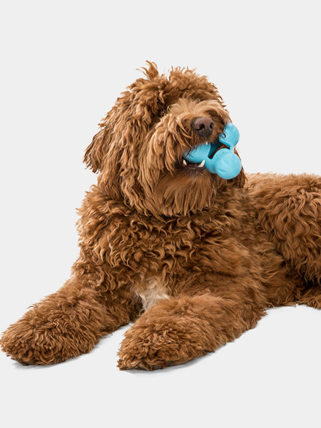 Jouet à garnir pour chien - Tux Zogoflex Bleu - Eco-friendly