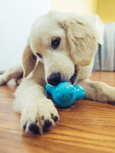 Jouet à garnir pour chien - Tux Zogoflex Bleu - Eco-friendly