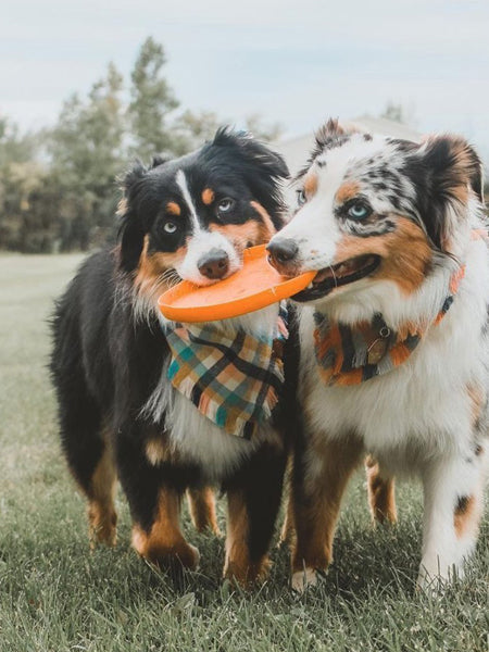 Frisbee Eco Friendly pour chien - Zisc - West Paw - Orange