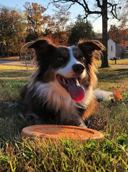 Frisbee Eco Friendly pour chien - Zisc - West Paw - Orange