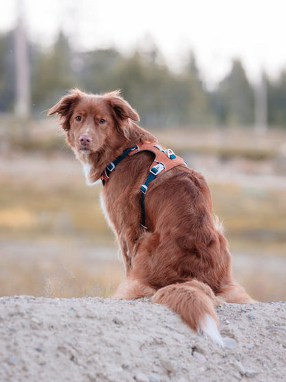 Harnais pour chien Alpha 360 - Terracotta Mix - Woolly Wolf