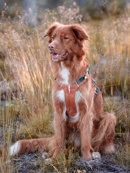 Harnais pour chien Alpha 360 - Terracotta Mix - Woolly Wolf