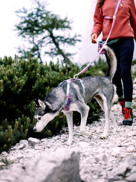Harnais pour chien Alpha 360 - Mauve Mix - Woolly Wolf
