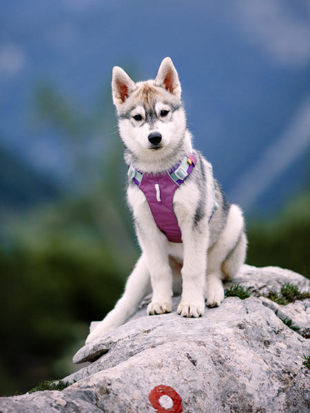 Harnais pour chien Alpha 360 - Mauve Mix - Woolly Wolf