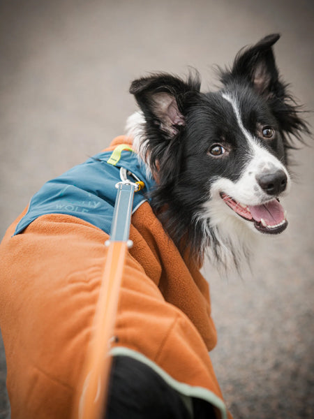 Polaire pour chien - Alpha 360 Fleece Pullover Terracotta Mix - Woolly Wolf