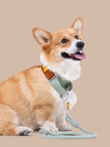 Collier martingale pour chien - Color Block Terracotta - Woolly Wolf