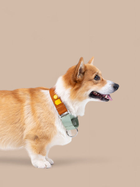 Collier martingale pour chien - Color Block Terracotta - Woolly Wolf