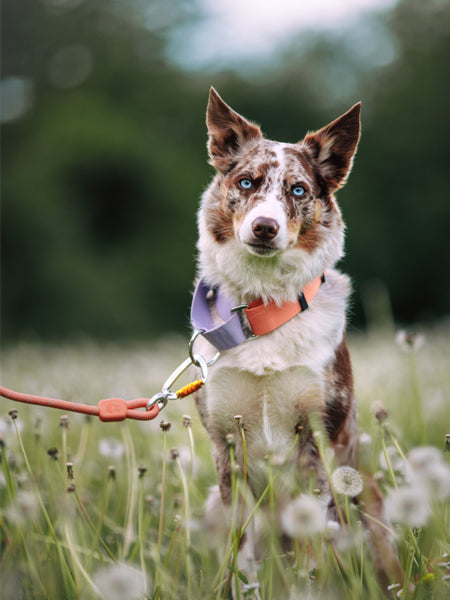 Collier martingale pour chien - Color Block Salmon Pink- Woolly Wolf