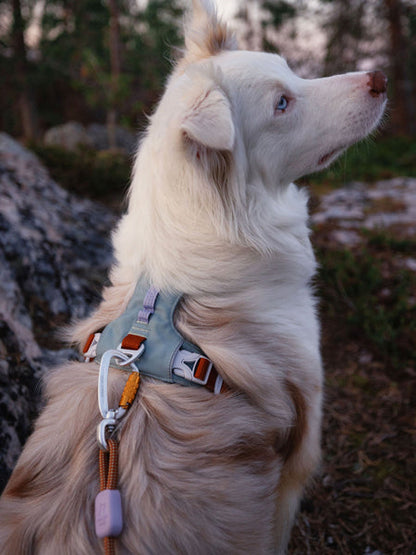Harnais pour chien Alpha 360 - Glacier Green Mix - Woolly Wolf