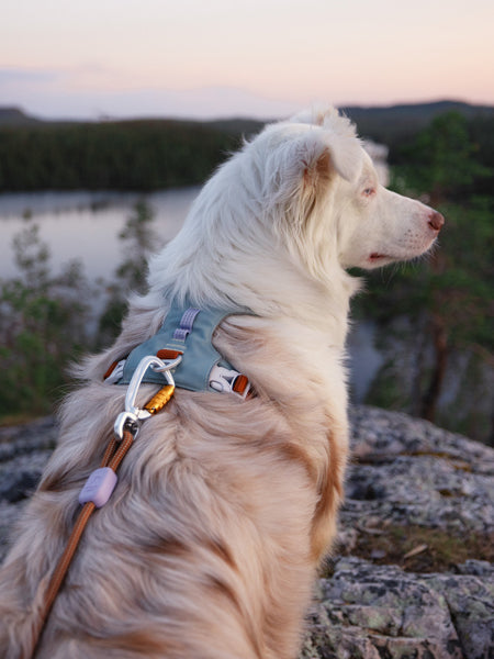 Harnais pour chien Alpha 360 - Glacier Green Mix - Woolly Wolf