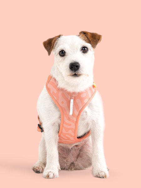 Harnais pour chien Roam Harness - Salmon Pink - Woolly Wolf