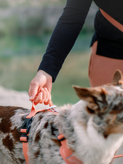 Harnais pour chien Roam Harness - Salmon Pink - Woolly Wolf