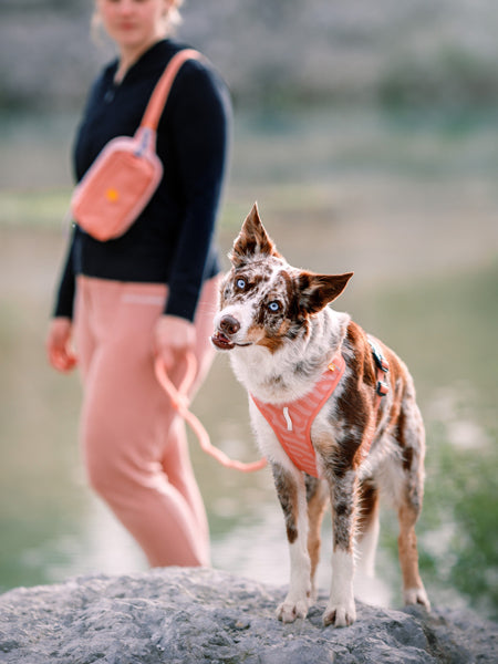Harnais pour chien Roam Harness - Salmon Pink - Woolly Wolf