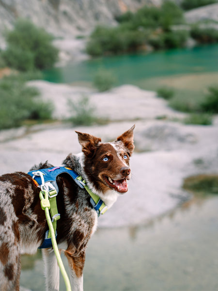 Harnais pour chien Alpha 360 - Deep teal Mix - Woolly Wolf