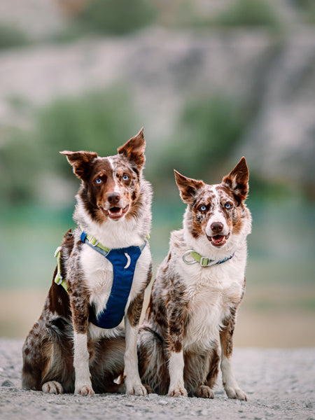 Harnais pour chien Alpha 360 - Deep teal Mix - Woolly Wolf