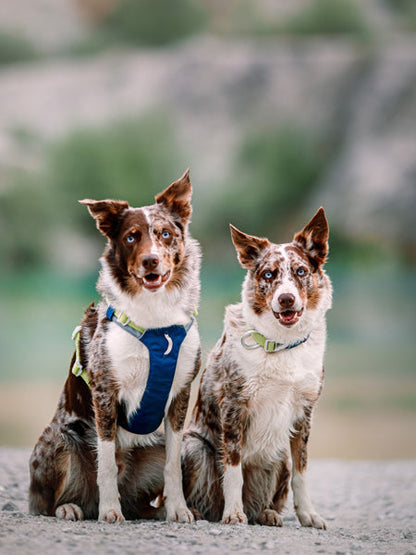 Harnais pour chien Alpha 360 - Deep teal Mix - Woolly Wolf