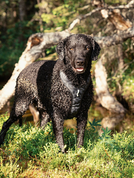 Harnais pour chien Roam Harness - Black Ripple - Woolly Wolf